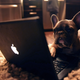Illustration for article titled 369 Absolutely Adorable Pet Wallpapers